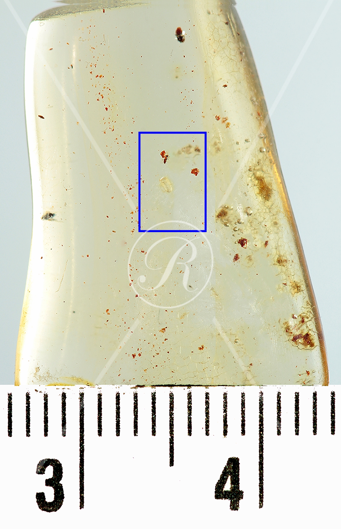 Watermark_209_N136 éch.jpg